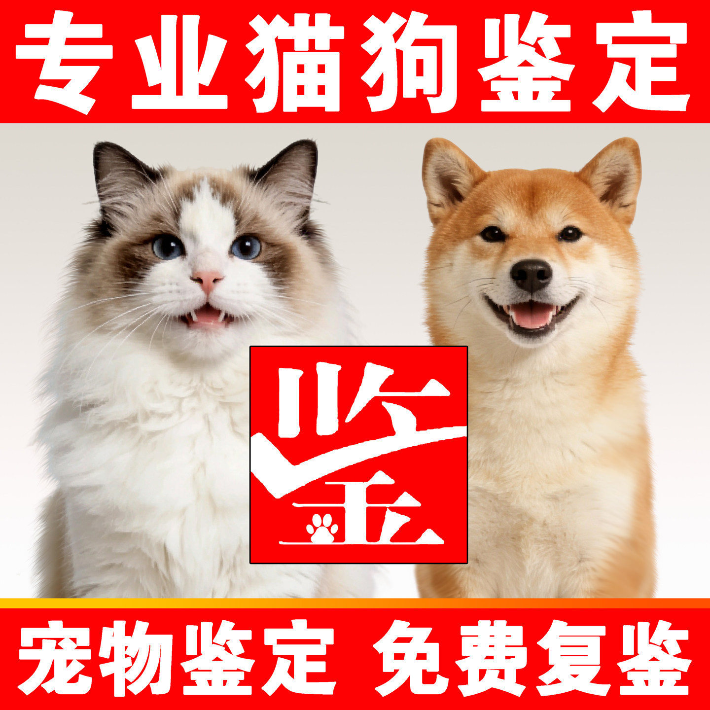 宠物鉴定咨询猫狗品相鉴定猫咪鉴猫猫咪鉴定布偶猫鉴定狗边牧鉴定