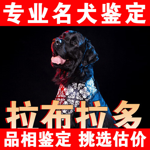 【拉布拉多】1V1纯鉴定●不卖狗