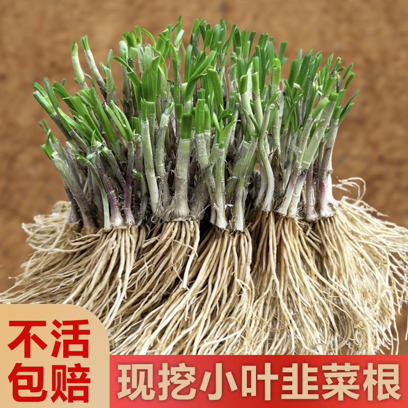 四季韭菜根苗香韭菜小叶韭菜根本地老品种紫红根细叶韭菜阳台地栽