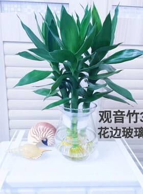水培观音竹富贵竹室内绿植办公室客厅卧室四季好养盘栽净化空气