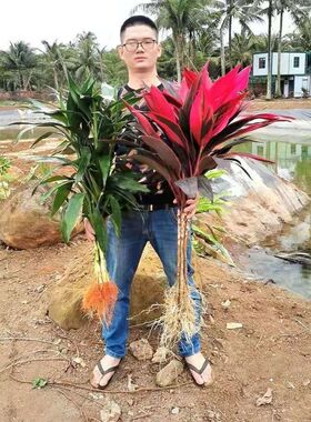 带根紫色鸿运当头富贵竹绿色金边竹绿植盆栽室内花水养