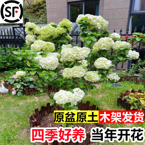中华木绣球树苗大花斗球地栽盆栽别墅庭院阳台耐寒耐热木本花卉