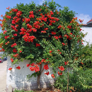 凌霄花树苗爬藤植物耐寒耐热四季种植花苗阳台庭院花植物凌霄花