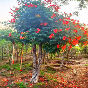 凌霄花树大苗阳台四季观花浓香花卉庭院盆栽四季开花易活植物