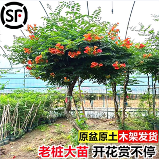 凌霄花爬藤大苗特大号美国植物别墅庭院风景树廊架易活花卉老桩