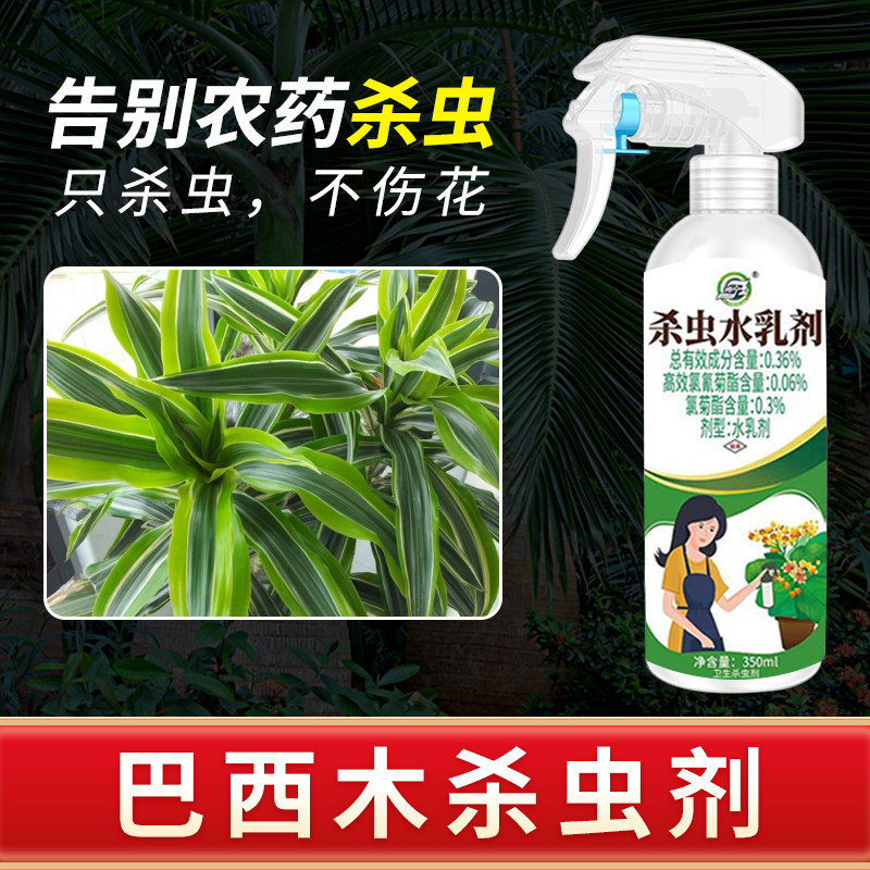 【巴西木】花卉杀虫剂不伤植物
