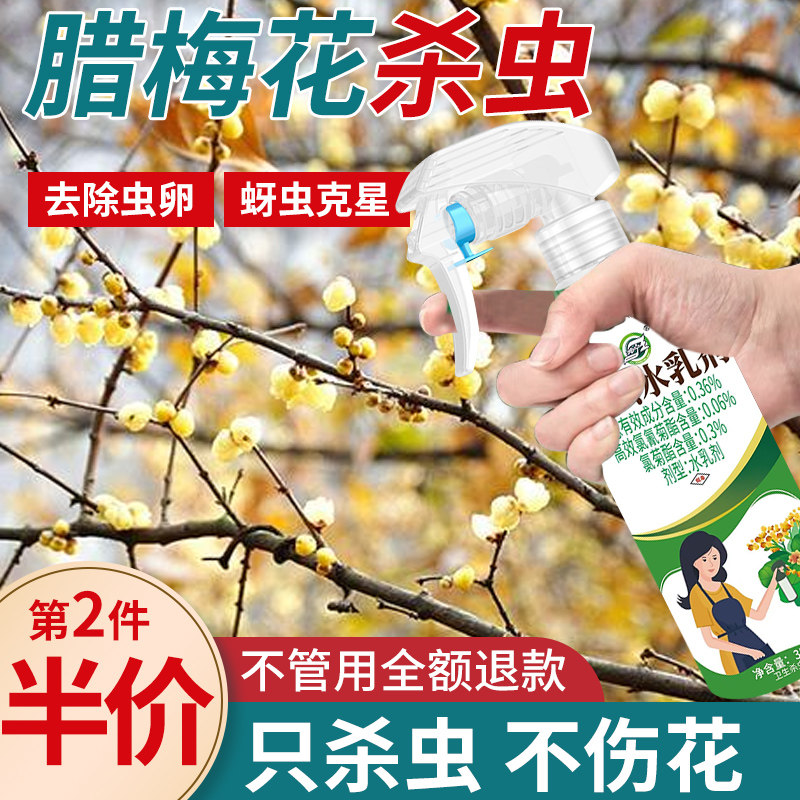 【腊梅花】花卉杀虫剂不伤植物