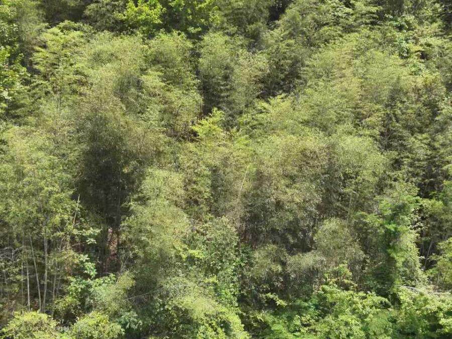 万安县枧头镇蕉源村甘溪坑组的林权5597.4亩