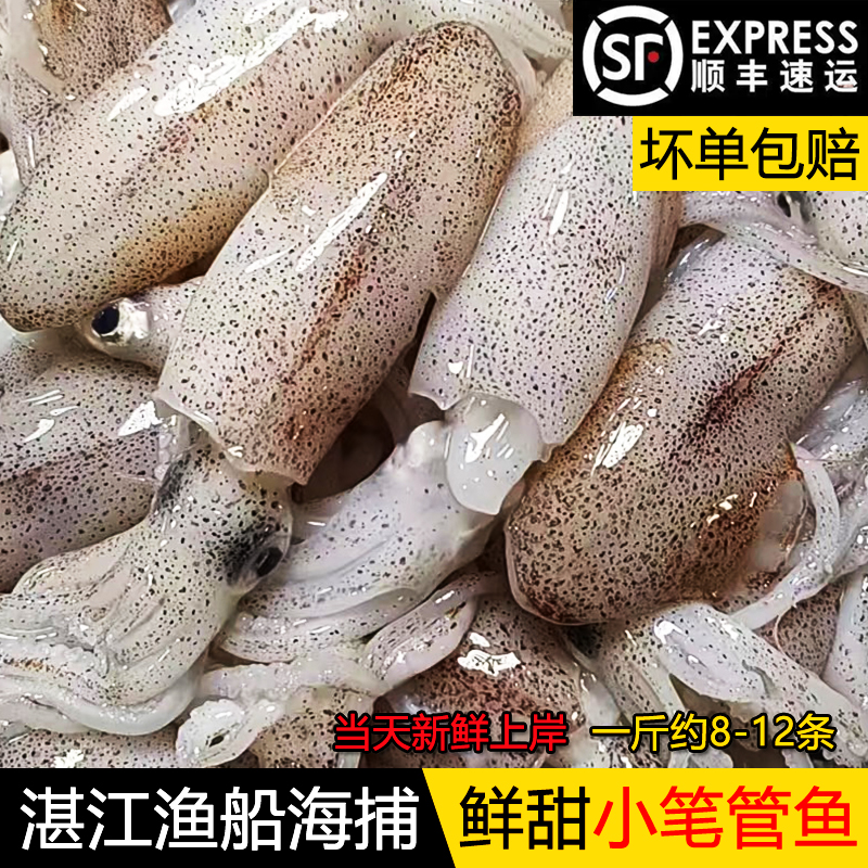 湛江海鲜鱿鱼新鲜海捕灯光小笔管鱼网红活冻鲜活鱿鱼仔生鲜鱿鱼筒