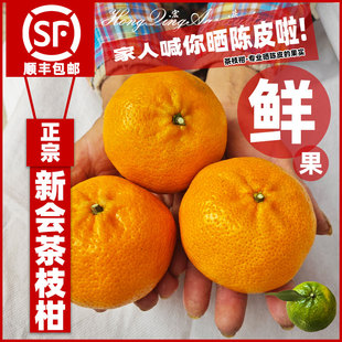 【陈皮专用果实】2025年新会茶枝柑新鲜小青柑陈皮柑鲜果大青果实