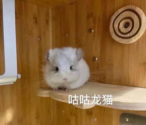 咕咕龙猫~已售长毛银版龙猫dd (21年1月出售)
