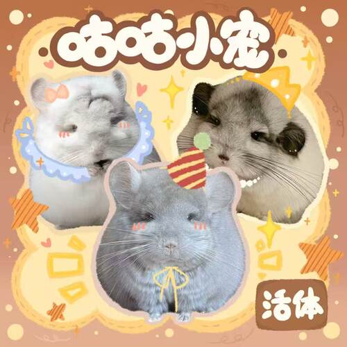 龙猫幼崽长毛活体龙猫 精品家庭培育包运输包活包健康 送新手礼包