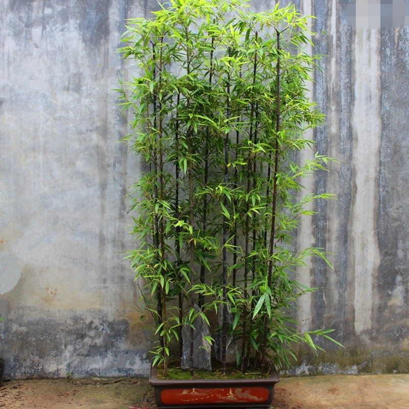 庭院绿化观赏植物紫竹苗青竹苗金镶玉竹子苗黄金竹楠竹盆栽竹根苗