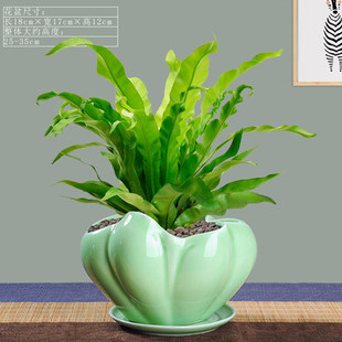 阔叶鸟巢蕨盆栽室内蕨类观叶绿植净化空气除甲醛四季常青好养植物