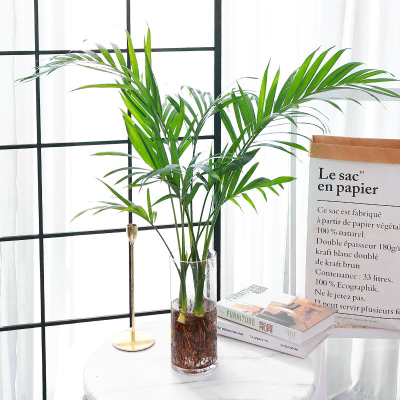 水培植物大型凤尾竹散尾葵室内客厅办公桌面盆栽四季常青好养绿植