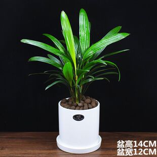 棕竹盆栽植物室内四季常青花盆绿植办公室净化空气吸甲醛好养耐寒