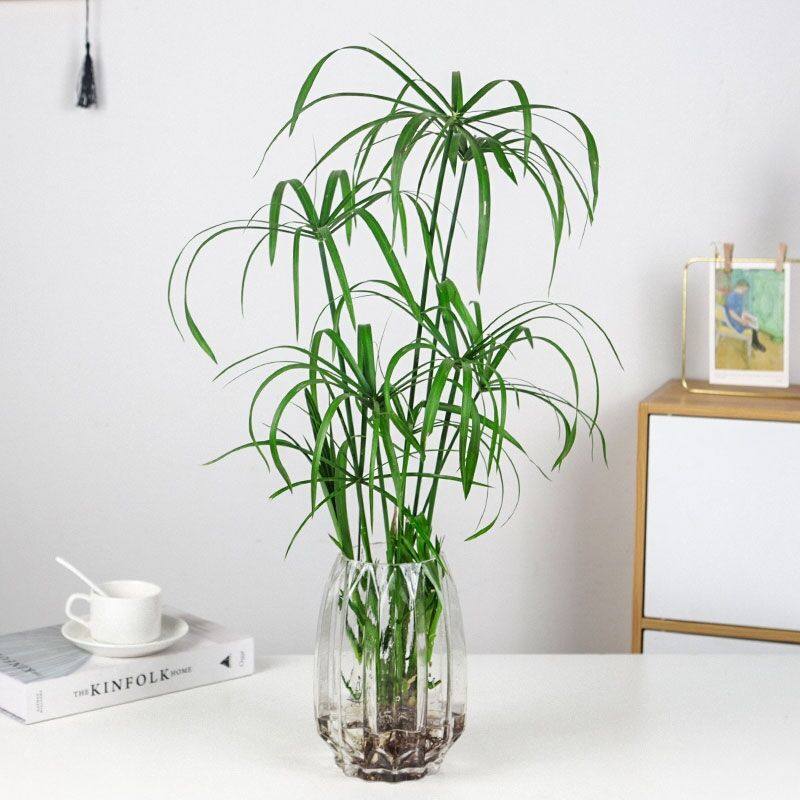 水培植物水竹植物盆栽 水棕竹风车草 室内办公桌面水生好养北欧风