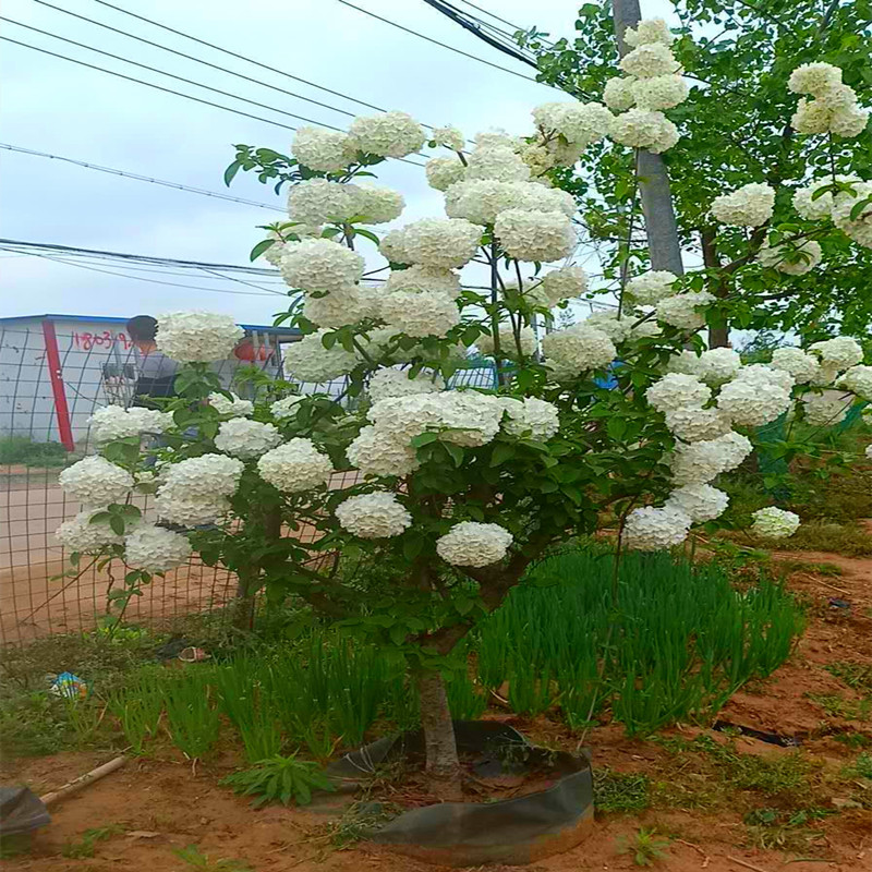 伊人木绣球花木本植物庭院夏季