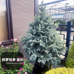 进口科罗拉多美国蓝杉树苗耐热耐寒美观真圣诞树彩叶树种花镜植物