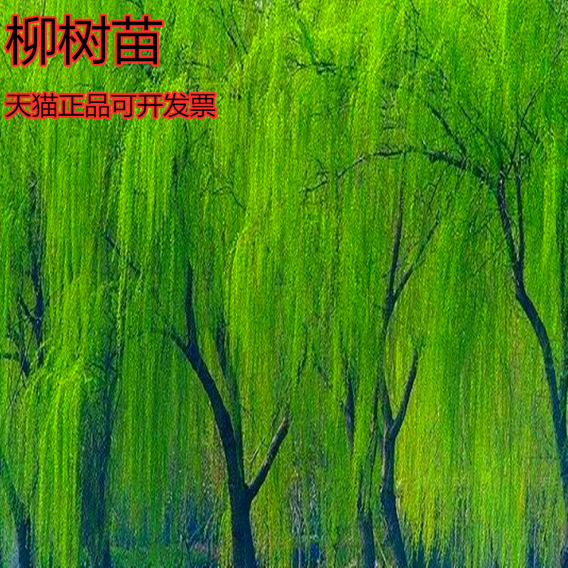 柳树绿化树苗垂柳柳树苗行道风景