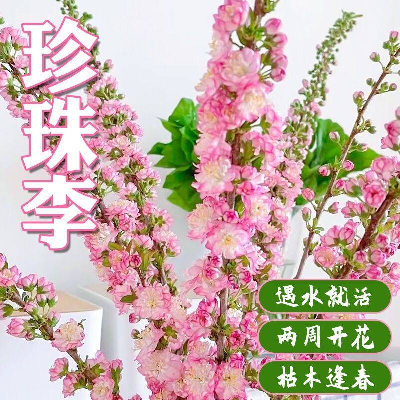 珍珠李干支鲜花带花苞水培植物室内年宵花卉遇水开花黄金连翘雪柳