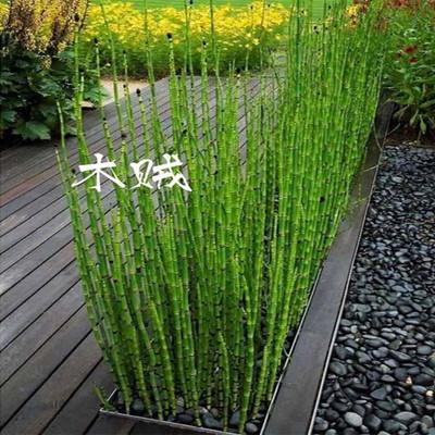 木贼盆栽四季常青耐寒喜光别墅庭院水景造景净化水质好养水生植物