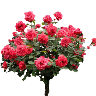 龙柏苗 龙柏小苗 龙柏树苗 小龙柏 龙柏 绿化小苗