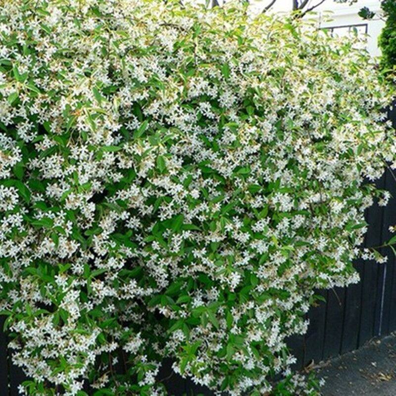 四季不落叶爬藤植物络石藤大苗攀爬盆栽金银丝风车茉莉花苗浓芳香