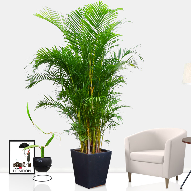 大型客厅室内绿植盆栽 花卉散尾葵凤尾竹盆栽带盆栽好江浙沪包邮