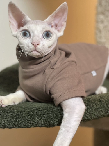 Delong спонтанно нагреть осень и зимний согревающий дновой свитер, безволосочный кот, Sphinx dvinis abi