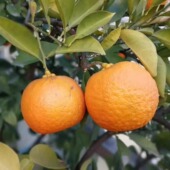 苦橙 回青果 代代果 枳实 玳玳陈皮 新鲜采摘 苦橙果 玳玳果