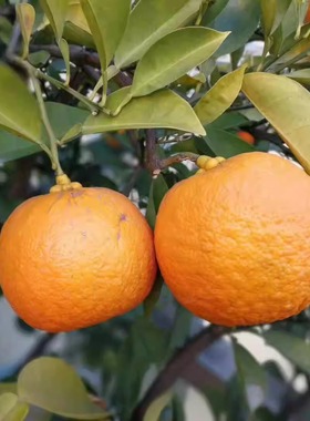 新鲜采摘 玳玳果 回青果 苦橙  代代果 现摘现发  枳实 苦橙果