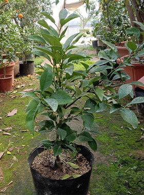 玳玳果盆栽 带花苞带原土发货 玳玳橘回青橙 代代果 苦橙花 盆栽