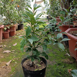 玳玳果盆栽 带花苞带原土发货 玳玳橘回青橙 代代果 苦橙花 盆栽