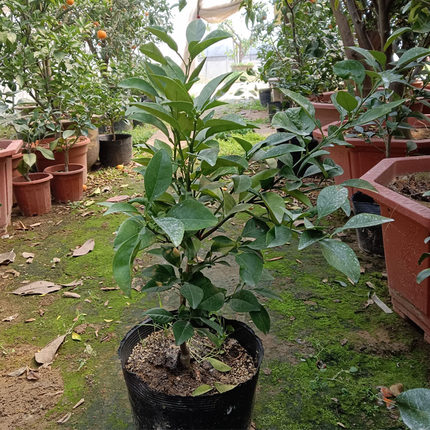 玳玳果盆栽 带花苞带原土发货 玳玳橘回青橙 代代果 苦橙花 盆栽