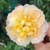 日出 朝日 月季 新品 花苗 今井清大花浓香重瓣灌木庭院阳台盆栽