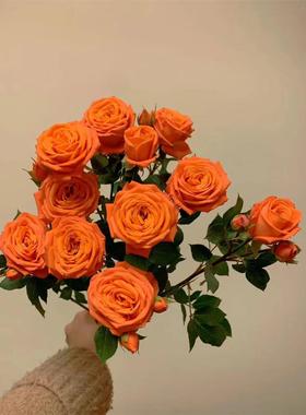新品【橙色记忆】月季花苗灌木多头切花庭院阳台盆栽勤花植物花卉