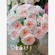 女王面纱 公主面纱 月季 新品 花苗大花灌木多头勤花浓香月季 盆栽