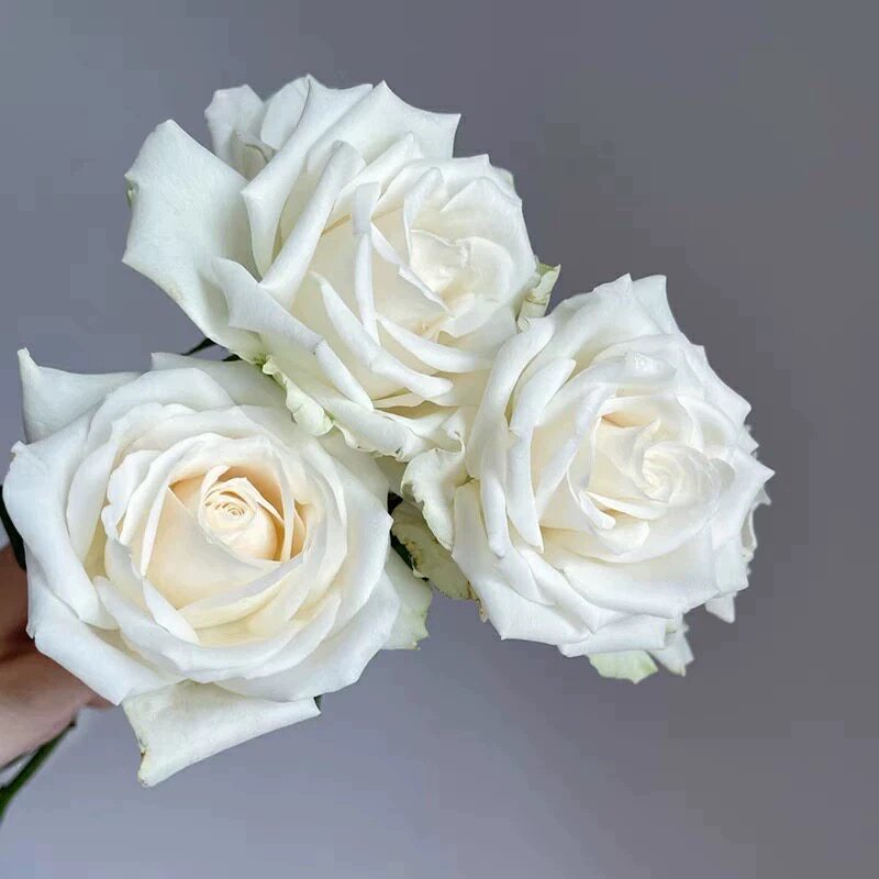 新品 白雪山 月季花苗大花切花品种月季灌木勤花庭院阳台盆栽花卉