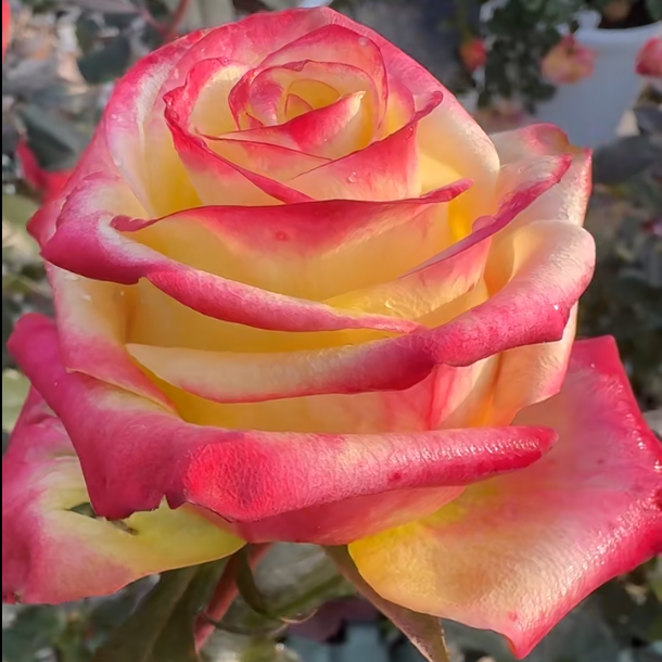 新品旅行月季花苗灌木