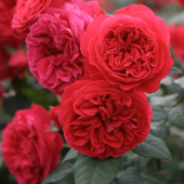 我 玫瑰 日本木村卓功月季 丹墨玫枝 花苗正红色多头四季 植物苗