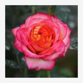 骑士精神 大花复色月季 花大苗 浓香玫瑰花阳台庭院盆栽花卉植物