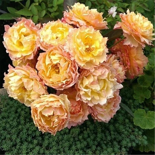 欧月 幸福感 月季花苗 丰花浓香灌木多头勤花玫瑰 阳台庭院盆栽