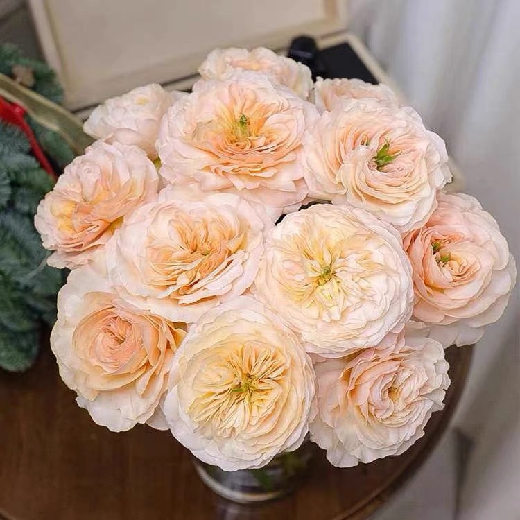 新品 昭君 月季花苗大卫奥斯汀慈善善举昭君切花玫瑰阳台庭院盆栽