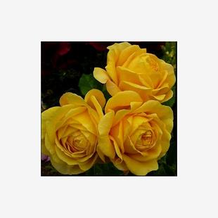 新品 甜蜜凯瑟琳 月季花苗重瓣大花灌木浓香直立玫瑰庭院阳台盆栽