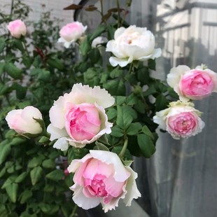 新品 日月 佩尔朱克 月季花苗 切花包子型灌木浓香勤花月季盆栽