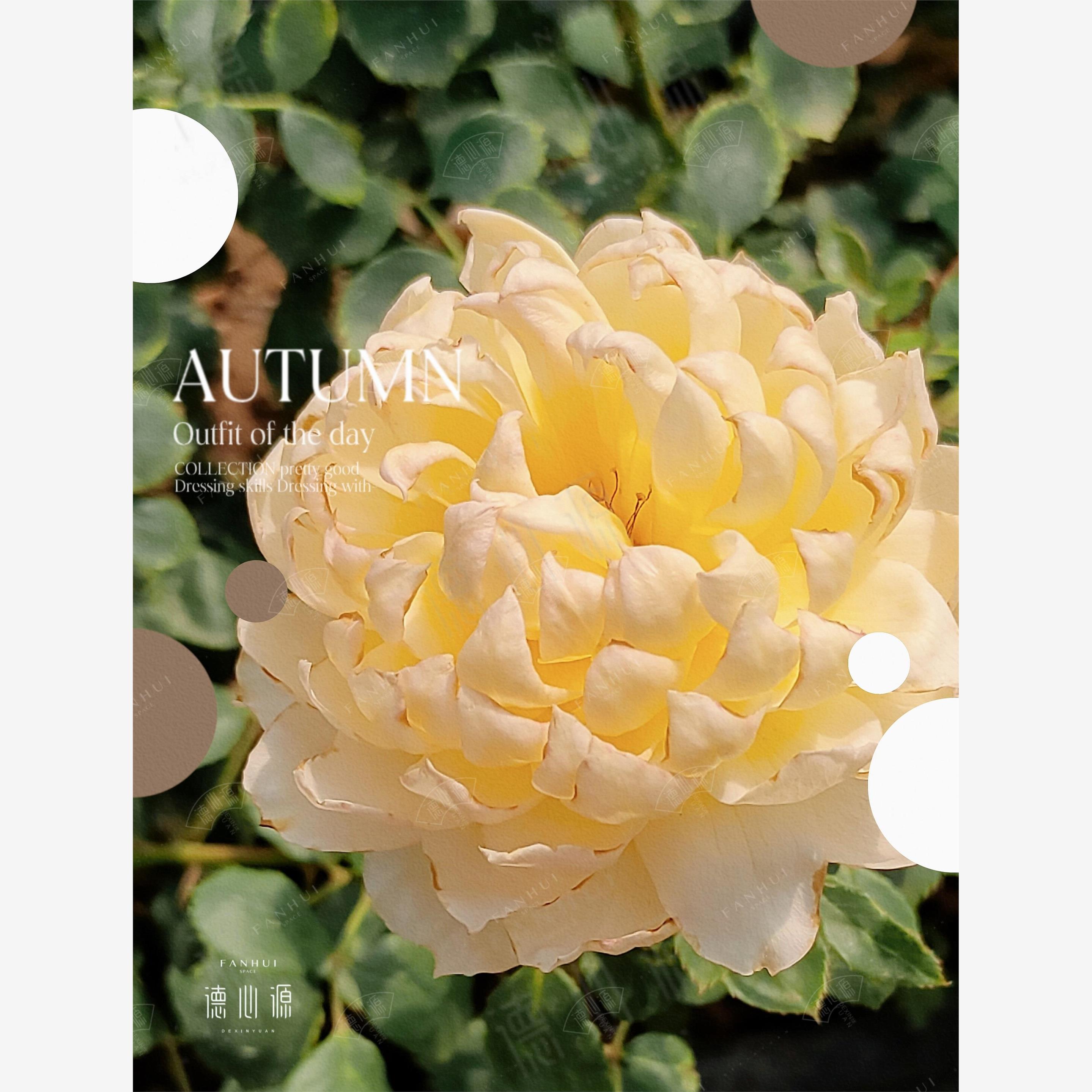 新品长信宫灯月季花苗