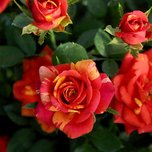 戏法柯德娜 条纹月季花苗盆栽灌木勤花阳台庭院花卉绿植物盆栽苗