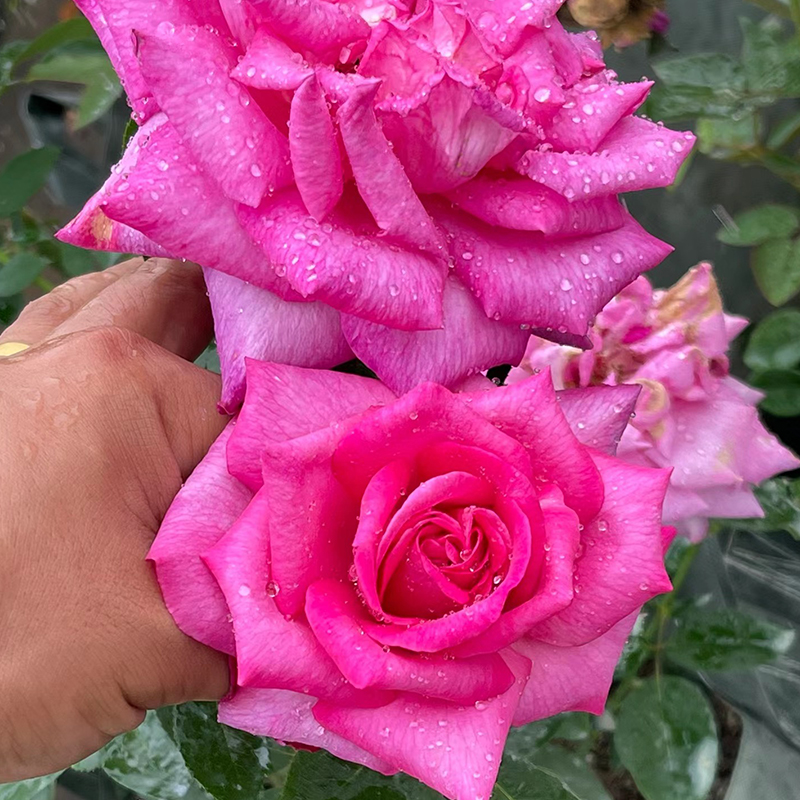 新品 诉说 花园皇后 月季花苗德国科德斯 大花浓香灌木勤花月季