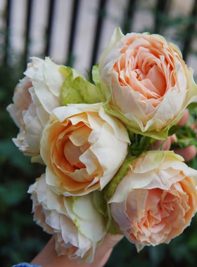 教母 日月切花月季花苗直立勤花奶绿色大包子 花瓣多庭院栽植